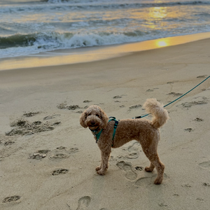 Fundraising Page: Logan Williams